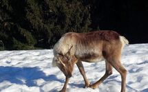Foto pubblicata dell'ospite di Le Plan des Reines