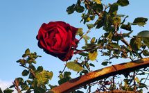 Foto pubblicata dell'ospite di La Casina del Bosco