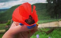 Foto pubblicata dell'ospite di Fattoria Il Monte