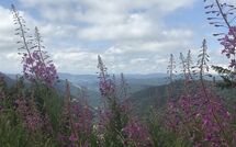 Foto pubblicata dell'ospite di Hallenbadweg
