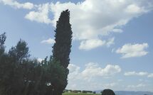 Foto pubblicata dell'ospite di Villa Il Cedro