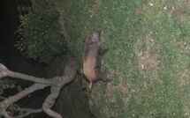 Foto pubblicata dell'ospite di Cà di Mott