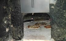 Foto pubblicata dell'ospite di Patrizierhaus Roncaioli