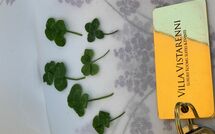 Foto pubblicata dell'ospite di Contessa di Gaiole