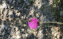 Foto pubblicata dell'ospite di Contessa di Gaiole