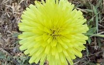 Foto pubblicata dell'ospite di Selva degli Ulivi