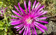 Foto pubblicata dell'ospite di Selva degli Ulivi