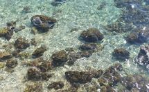 Foto pubblicata dell'ospite di Poreč Kaštelir 629