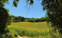 Foto pubblicata dell'ospite di Gabicce Mare 603