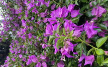 Foto pubblicata dell'ospite di Can Pedro