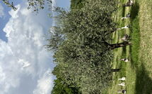 Foto pubblicata dell'ospite di Podere la Torre