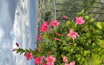 Foto pubblicata dell'ospite di Villa Solaria