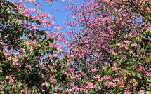 Foto pubblicata dell'ospite di Torremolinos 27