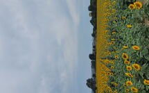 Foto pubblicata dell'ospite di Il Viaggiolo