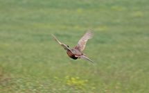 Foto pubblicata dell'ospite di Podere Cunina