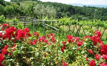 Foto pubblicata dell'ospite di Fattoria Buonconvento