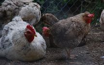 Foto pubblicata dell'ospite di Casa Ivan