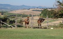 Foto pubblicata dell'ospite di Casale Vittoria