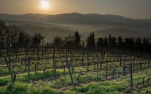 Foto pubblicata dell'ospite di Tenuta