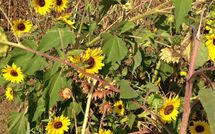 Foto pubblicata dell'ospite di Rosa dei Venti