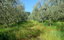 Foto pubblicata dell'ospite di Podere San Bono