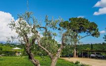 Foto pubblicata dell'ospite di Podere Romina Exclusive