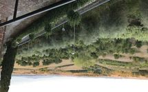 Foto pubblicata dell'ospite di Loggia del Poggiolo