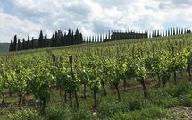 Foto pubblicata dell'ospite di Casalta di Pesa