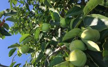 Foto pubblicata dell'ospite di Guardistallo