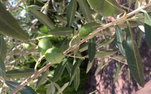 Foto pubblicata dell'ospite di Villa la Fragola