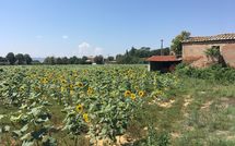 Foto pubblicata dell'ospite di Villa la Fragola