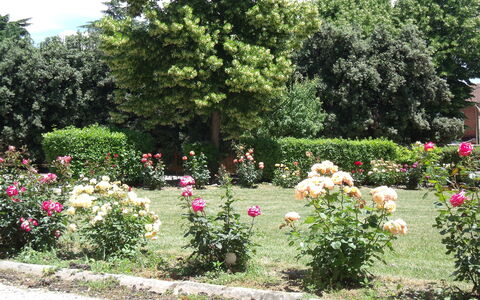Villa Rocchi: Giardino, Fiore, Giardino Botanico, Arbusto, Pianta, Rose Da Giardino, Rose Di Famiglia, Rosa, Botanica, Albero