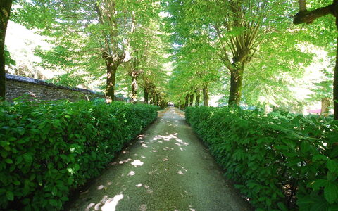 Villa Paola: Verde, Natura, Albero, Paesaggio Naturale, Vegetazione, Foglia, Riserva Naturale, Ambiente Naturale, Erba, Pianta