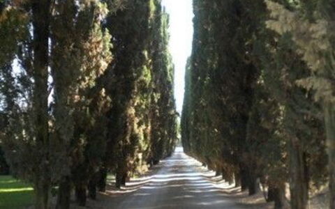 Borgo Santinovo: Albero, Strada, Strada Transitabile, Corsia, Luce, Woody Impianto, Biome, Pianta, Boschetto