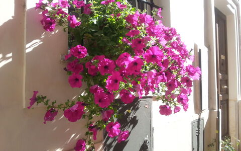 Diamonds & Rust: Fiore, Pianta, Rosa, Vaso Di Fiori, Magenta, Bougainvillea, Pianta Fiorita, Balcone, Pianta Della Casa, Architettura