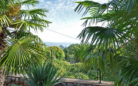 Villa Karolina: Vegetazione, Albero, Palma, Arecales, Palm Desert, Sabal Palmetto, Pianta, Woody Impianto, Botanica