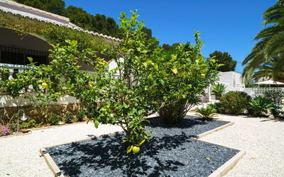 El Palmeral