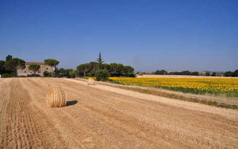 Agriturismo Il Molinello: Campo, Strada, Giallo, Cielo, Graminacee, Area Rurale, Plain