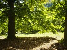 Il giardino ha diversi grandi alberi