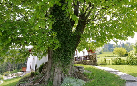Lhotka: Albero, Verde, Woody Impianto, Pianta, Foglia, Erba, Aereo, Primavera, Ramo, Casa