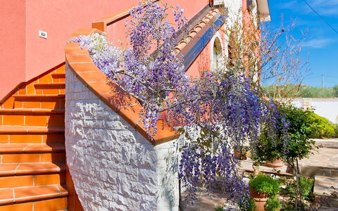 Majda: Parete, Lavanda, Fiore, Pianta, Viola, Primavera, Albero, Architettura, Immobiliare, Casa