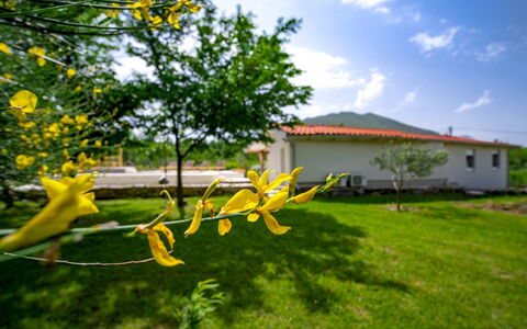 Jozo: Giallo, Natura, Verde, Fiore, Erba, Albero, Pianta, Prato, Primavera, Foglia