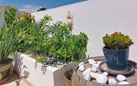 Fréjus 540: Vaso Di Fiori, Pianta Della Casa, Giardino, Erba, Vaso, Cortile