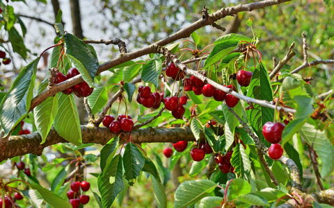 Tanja: Pianta Fiorita, Fiore, Pianta, Albero, Frutta, Woody Impianto, Cibo