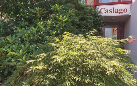 Caslano 400: Albero, Pianta, Fiore, Vegetazione, Woody Impianto, Arbusto, Erba, Pianta Fiorita, Sempreverde
