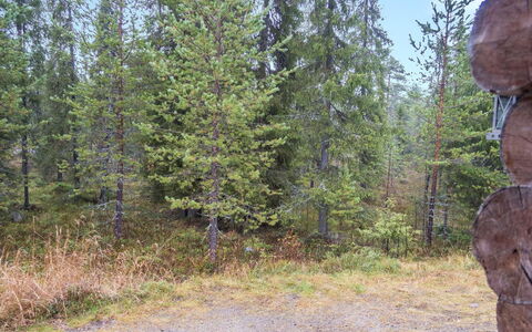 Lapinkoto: Albero, Foglia, Ambiente Naturale, Natura, Legna, Foresta, Natura Selvaggia, Comunita 'Impianto, Boschetto