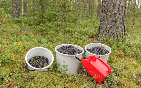 Vesan Villa: Produrre, Frutta, Woodland, Cibo, Boschetto
