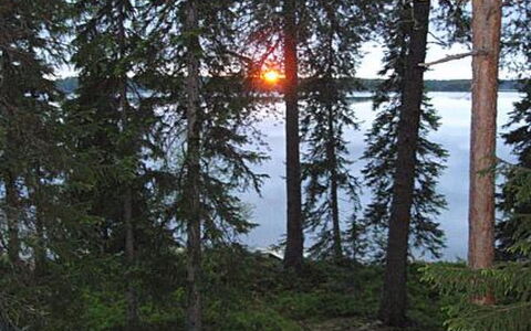 Rantapuro: Albero, Natura Selvaggia, Foresta, Tronco, Woodland, Larice, Nord Foresta Di Latifoglie, Riserva Naturale