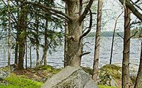 Mäntyniemi: Albero, Banca, Casa, Villetta, Lago, Stagno, Foresta, Log Cabin