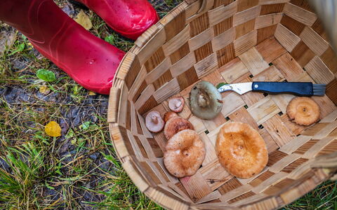 Villa Ebba: Fungo, Cestino, Ingrediente, Cibo, Di Vimini, Agaricaceae, Agaricomycetes, Bolete, Produrre